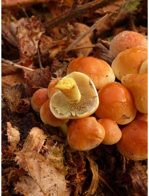 The gills of a maturing fruit body.